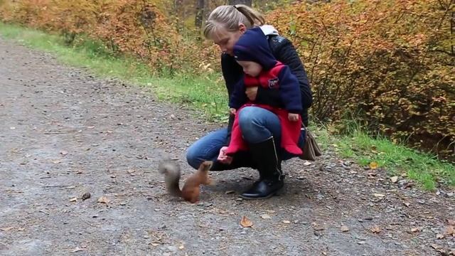 Как приручить белку? смотреть онлайн