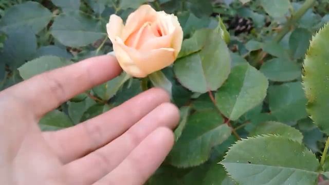 Роза Кока Локо цветет не смотря на жару,в Краснодарский край пришла жара и засуха. смотреть онлайн