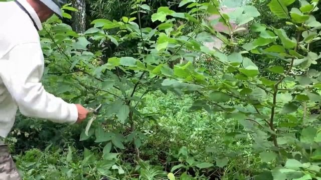 ЖИЗНЬ в ГЛУХОЙ ДЕРЕВНЕ. БЕЛАРУСЬ ГРЕЦКИЙ ОРЕХ ОБРЕЗКА и ФОРМИРОВКА, только ЛЕТНЯЯ смотреть онлайн