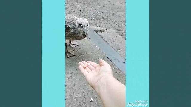 Пушистые Герои Дня