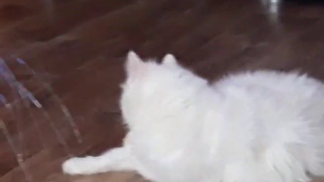 Cover на песню Саши Спилбигр ТВОЯ ТЕНЬ /Mika cat смотреть онлайн