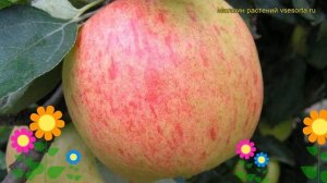 Яблоня Яблочный Спас. Краткий обзор, описание характеристик malus domestica Yablochnyy Spas