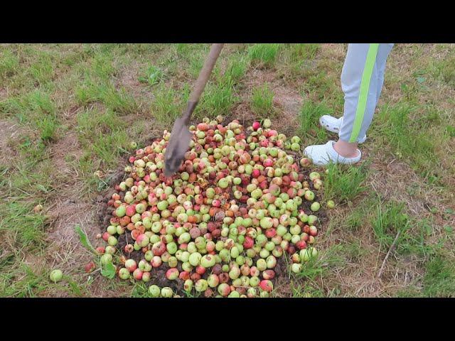Падалицу яблок компостирую для ягодных кустарников. Мульчирую картофель