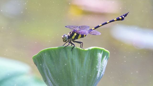 Dragonfly Spirit Guide - Ask the Spirit Guides Oracle, Totem Animal, Power Animal - Magical Craftin смотреть онлайн