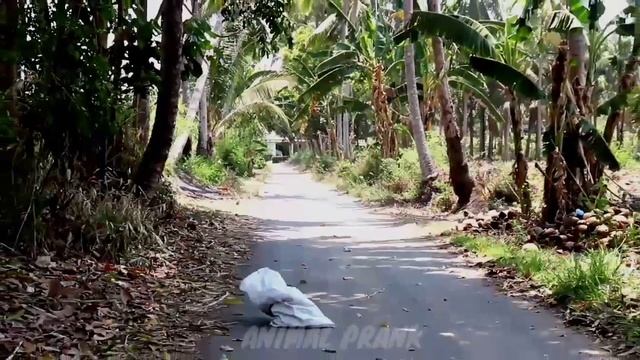 Prank ular piton dalam karung || paling lucu bikin Ngakak?? смотреть онлайн