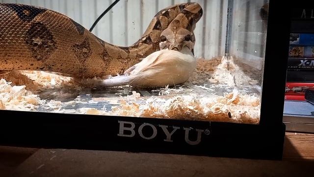 Boa-constrictor Feeding : *WARNING* GRAPHIC FEED смотреть онлайн