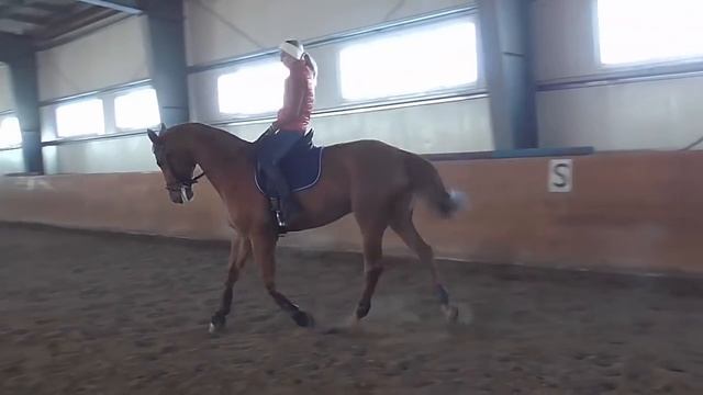 Переходы на лошади шаг рысь галоп смотреть онлайн