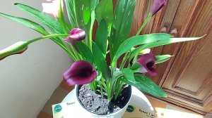 Калла 2023. Цветение в горшке на балконе в домашних условиях. Чем удобряю? Где располагаю? 29 июня