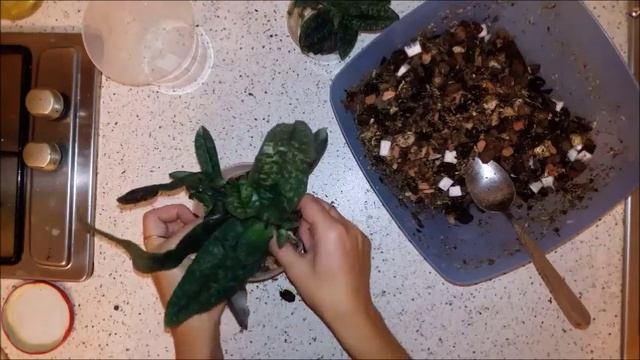Башмачки. Состав грунта и посадка. Посылка от группы HAPPY ORCHID. Часть 3. смотреть онлайн