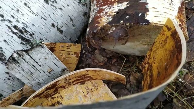 Добыча бересты и сувеля
