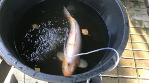 Болезни рыб. Диагностика, лечение, профилактика. Почему болеют рыбки? Лечение рыбок в пруду.