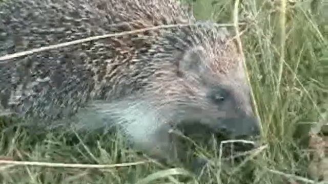 Социальная реклама "Блин ну так низя" смотреть онлайн