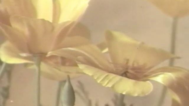Движение растений (Movement of plants) смотреть онлайн