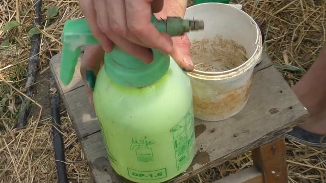 Обязательная профилактика томатов и огурцов раствором йода и зелёнки от Фитофтороза смотреть онлайн