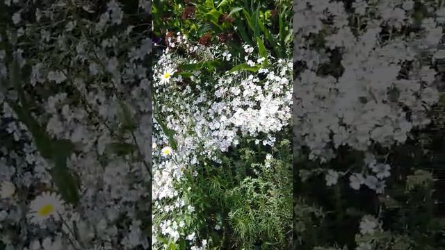 малоуходные растения для дачи, вдоль заборов, склонов, оврагов, безуходных диких мест