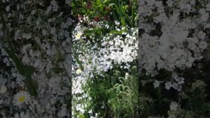 малоуходные растения для дачи, вдоль заборов, склонов, оврагов, безуходных диких мест