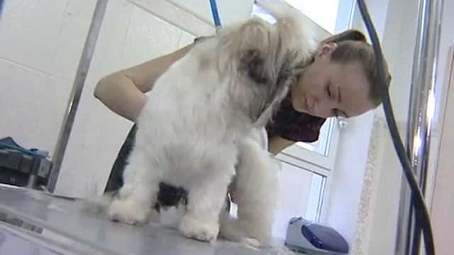 Креативный груминг