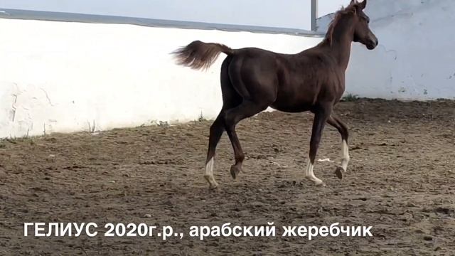 Гелиус 2020 г.р. (SS GRISHA - ГЕВЕЯ) продажа лошадей, арабская чистокровная, жеребчик смотреть онлайн
