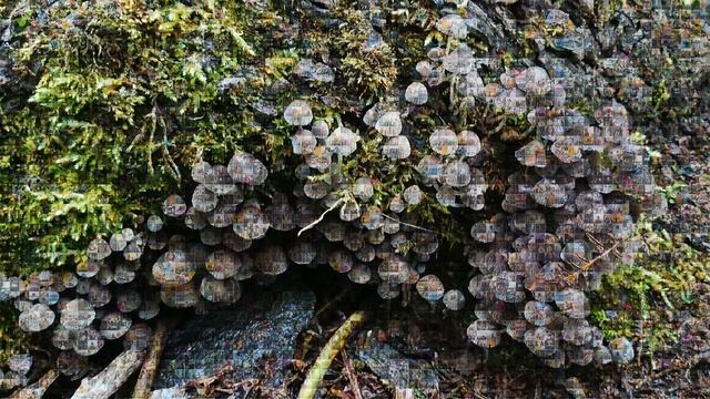 Photo mosaic of mushrooms смотреть онлайн