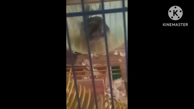 Как засыпают домашние хомячки 🐹🐹🐹 смотреть онлайн