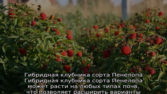 Гибрид малины и клубники смотреть онлайн