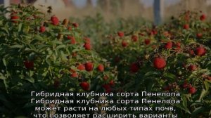 Гибрид малины и клубники