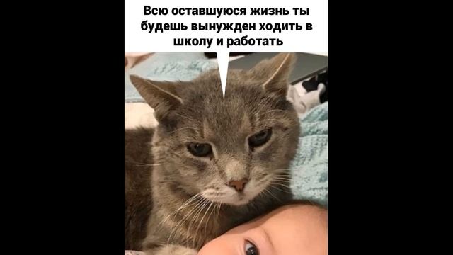 Где лучшие тусовки? | Приколы с котиками | Комикс с котами смотреть онлайн