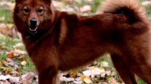 Прекрасная собака. Карело-финская лайка.Одна из самых мелких пород охотничьих собак.