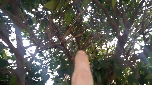 Мандарини в Ізрїлі смотреть онлайн