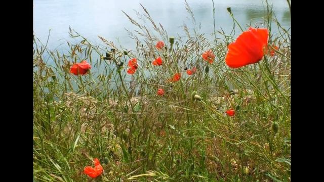 Looking for the Summer - A Chris Rea cover смотреть онлайн