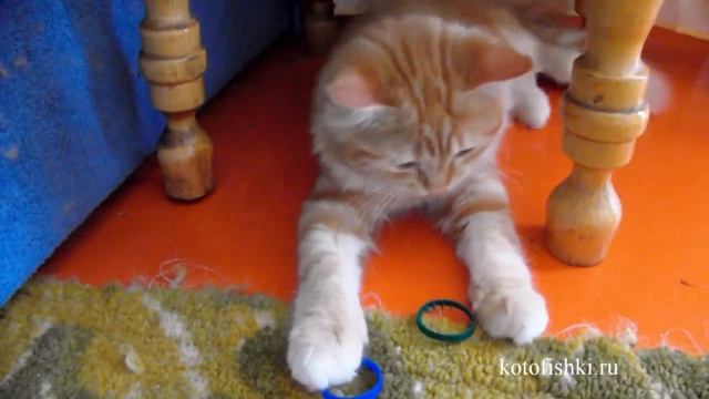 Рыжий котенок мило играет и засыпает в тапочках :) | Cute kitten plays and falls asleep in slipper смотреть онлайн