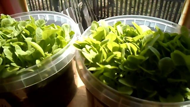 №42 Табак Прошло три недели О своём грунте смотреть онлайн