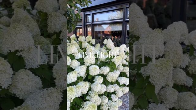 Гортензия Лаймлайт, участвуйте в лотерее и выигрывайте! С 14 по 18.12.23 г. Ссылка в шапке канала. смотреть онлайн