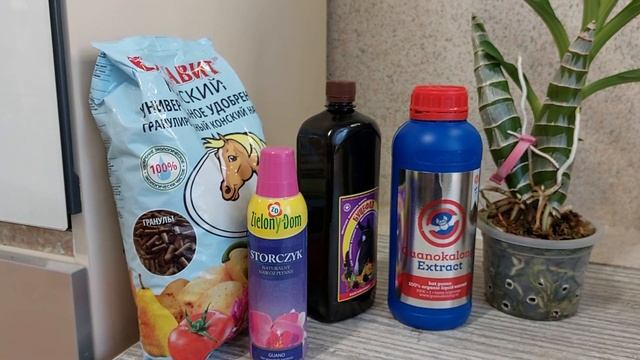 Правда или миф? Орхидеи не могут усваивать органику! Катасетум или орхидея морковка. смотреть онлайн