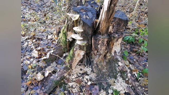 Хадыженск, прогулка по лесу/жизнь на Юге смотреть онлайн