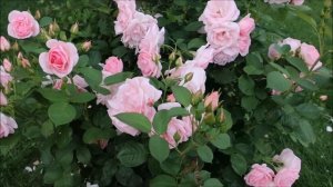 САМЫЕ НЕПРИХОТЛИВЫЕ И ОБИЛЬНО ЦВЕТУЩИЕ РОЗЫ ДЛЯ НАЧИНАЮЩИХ ЦВЕТОВОДОВ. ЭТИ РОЗЫ ВАС НЕ ПОДВЕДУТ