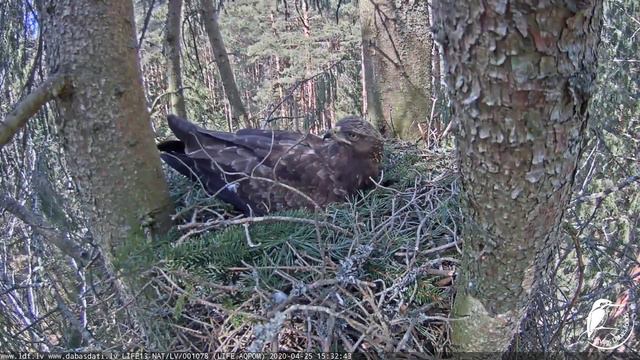 Mazais ērglis~ Andris 2019 😁 brings a twig -They mated outside the nest ~3:30 pm 2020/04/25 смотреть онлайн