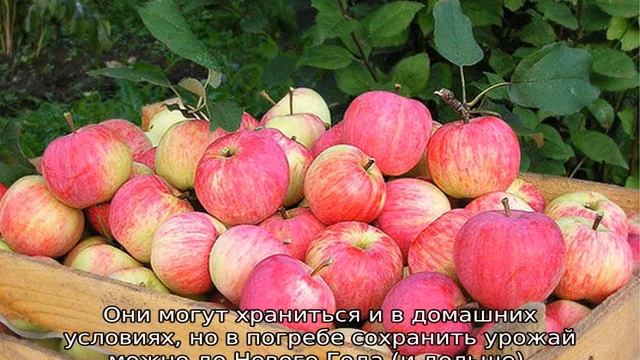 Яблоня Штрейфлинг смотреть онлайн