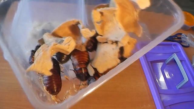 НОВЫЕ ПИТОМЦЫ/РАСПАКОВКА ПОСЫЛОК/МАДАГАСКАРСКИЕ ТАРАКАНЫ смотреть онлайн