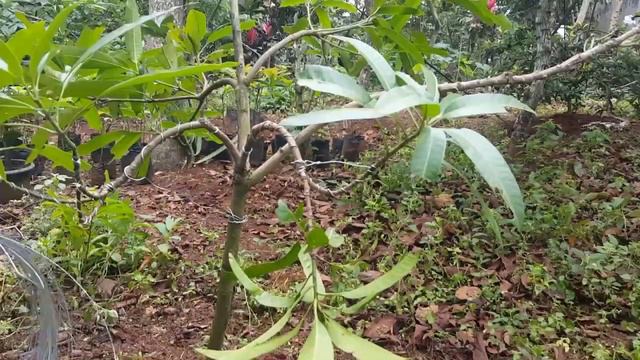 TERBARU  BONSAI MANGGO/MAKE Mango Bonsai Tree/Bonsai/Mango/How  To Make BONSAI Mango Tree/plant/SUB
