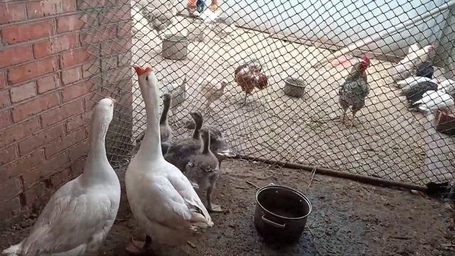 Дикие гусята выбрали жить со своими сородичами смотреть онлайн