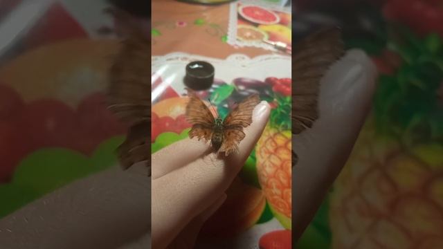 Бабочка крапивница. ? смотреть онлайн