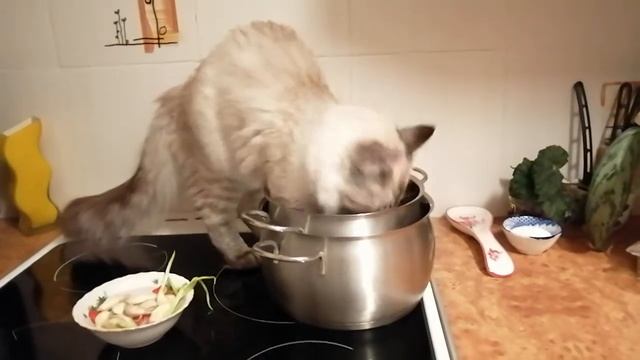 Суп с котом