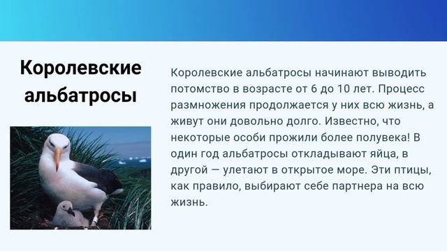 Удивительная птица "Альбатрос" смотреть онлайн