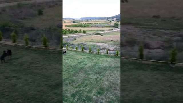 Erdem Ayaz Kennel Doberman Kingdom смотреть онлайн