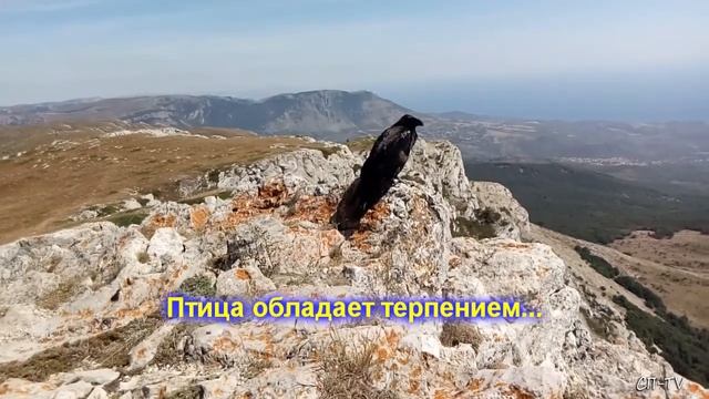 Ворон. Хранитель вершины смотреть онлайн