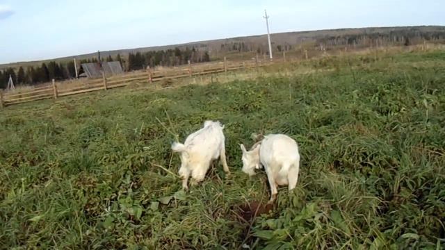 Пасу коз. Гуси с озера идут за мной. смотреть онлайн