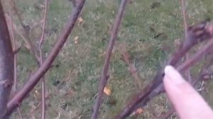 Обрезка черешни. Нужно ли обрезать и формировать черешню?