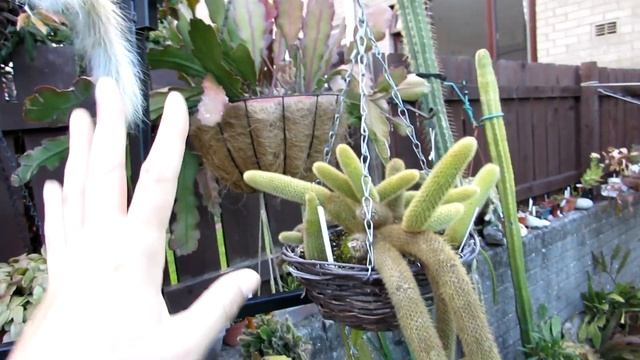 All about the Cleistocactus colademononis 'The Monkey's Tail Cactus' and How to care for it смотреть онлайн