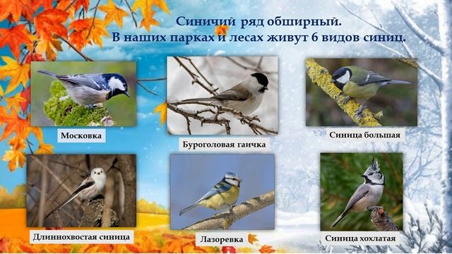 Синичкин день смотреть онлайн